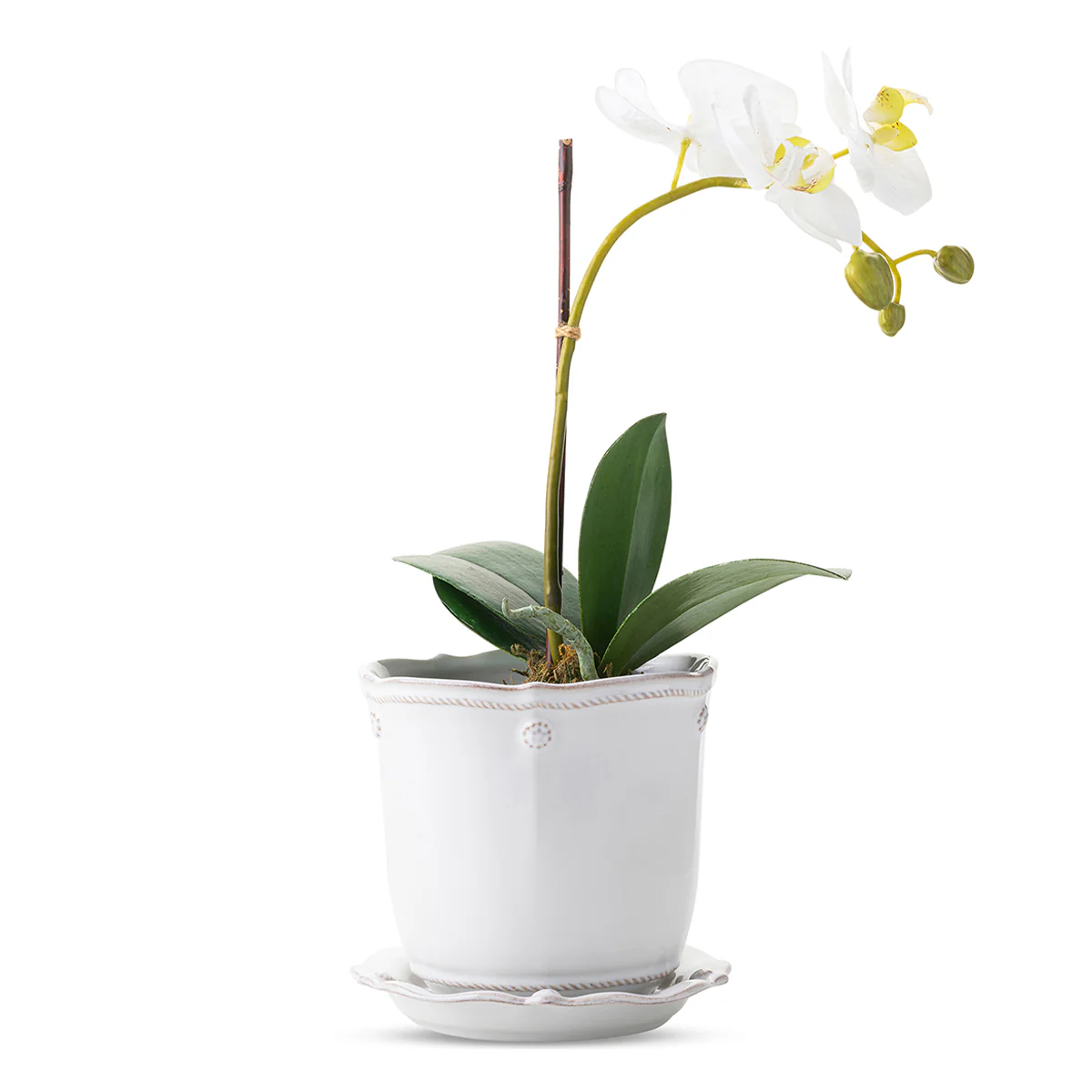 Berry & Thread 5" Planter - Whitewash - Image 2