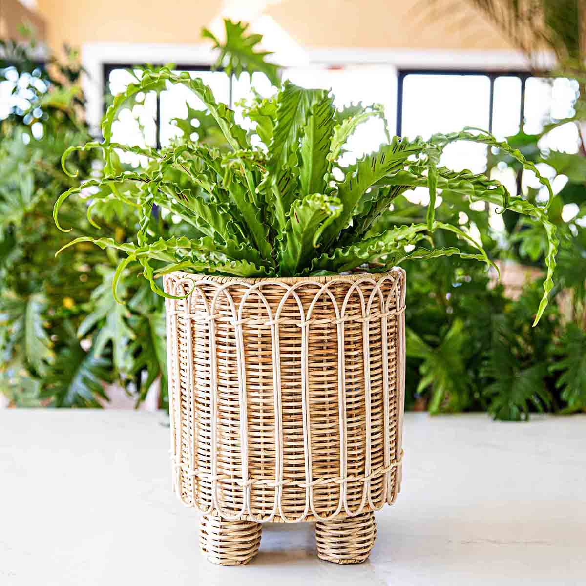 Provence Rattan 8" Round Planter - Whitewash - Image 3